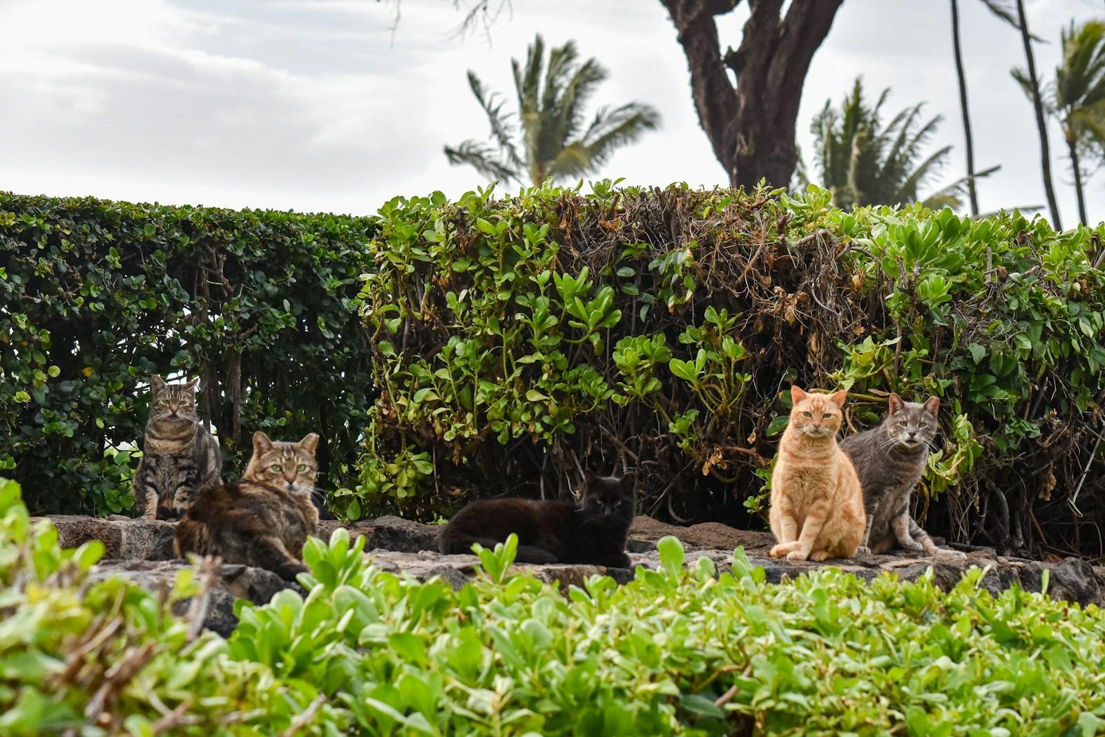 Una colonia de gatos callejeros entre arbustos y palmeras