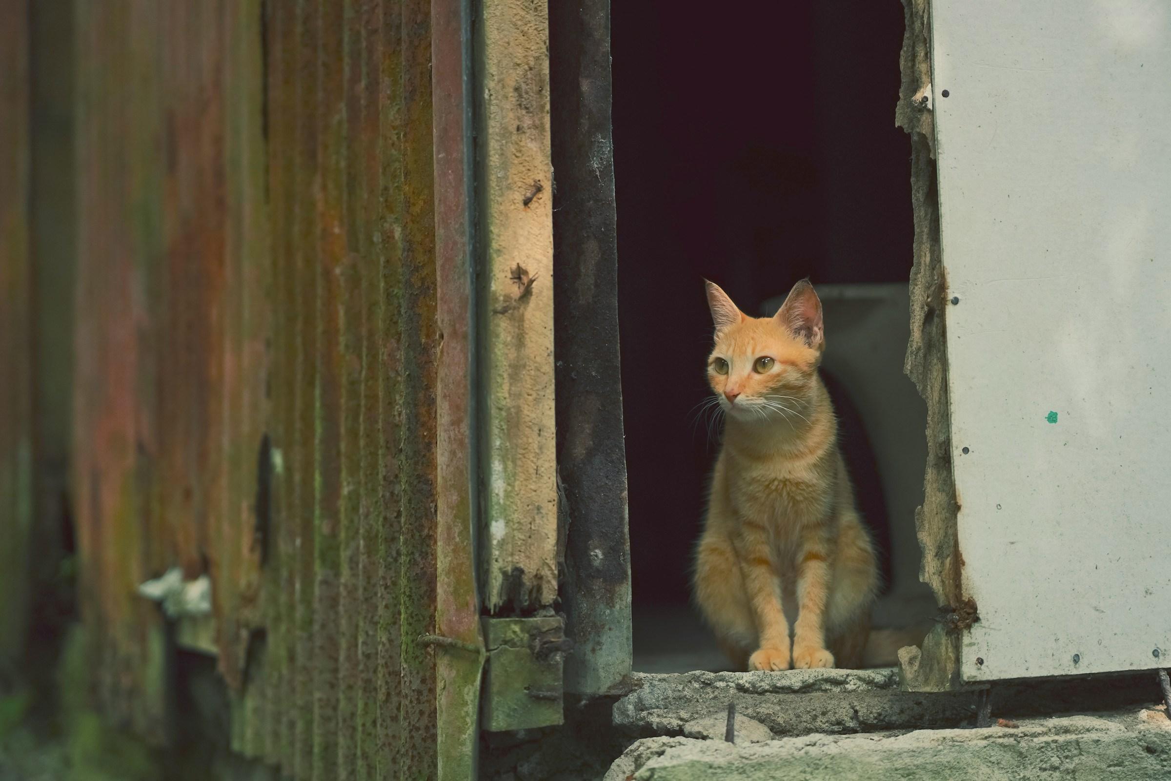 Gato pelirrojo sentado en el umbral de una puerta vieja