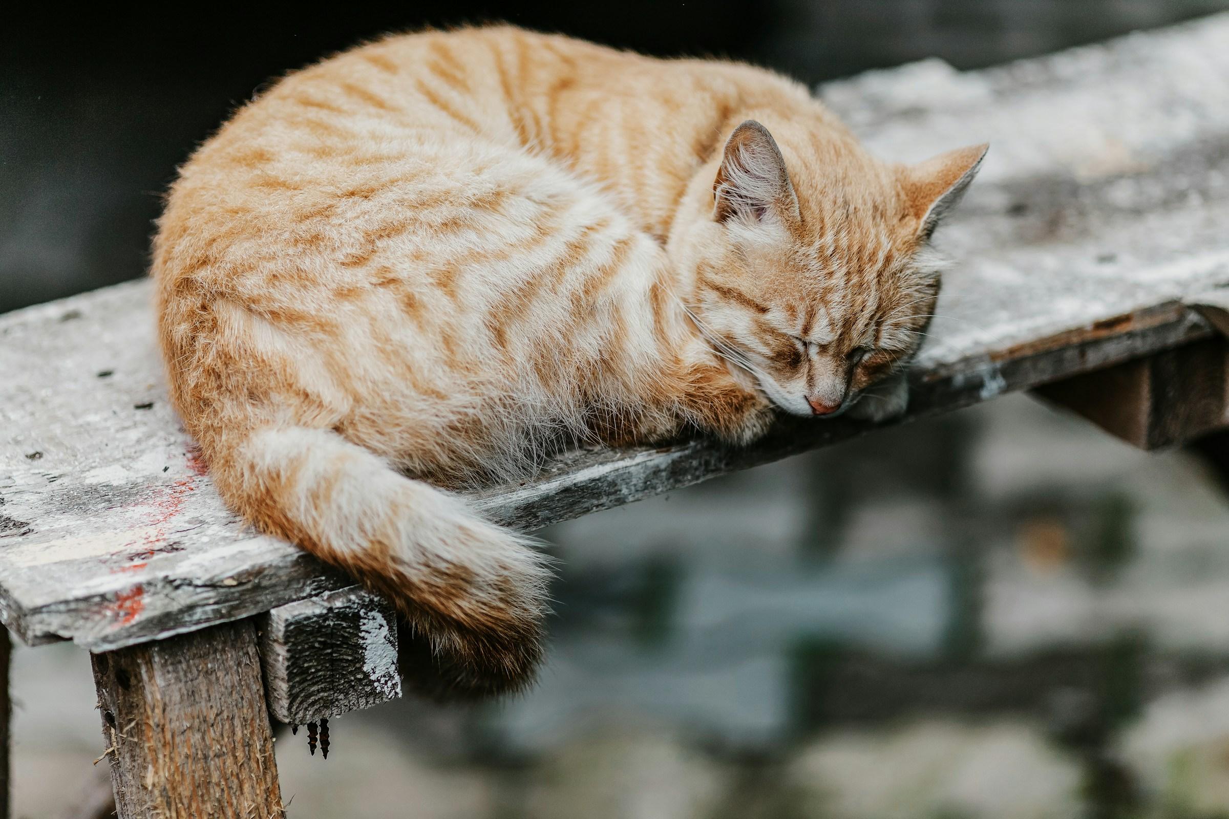 Gato atigrado pelirrojo dormido sobre una tabla de madera