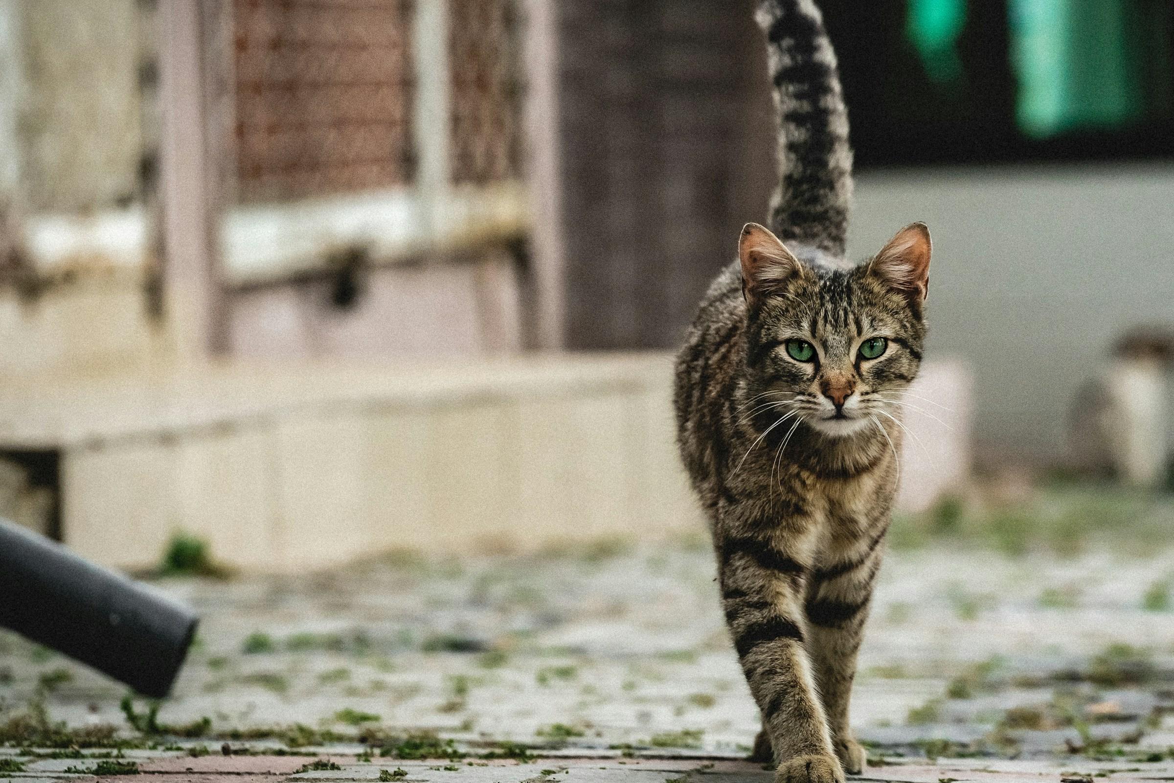 Tabby cat walking towards the camera on a cobbled street
