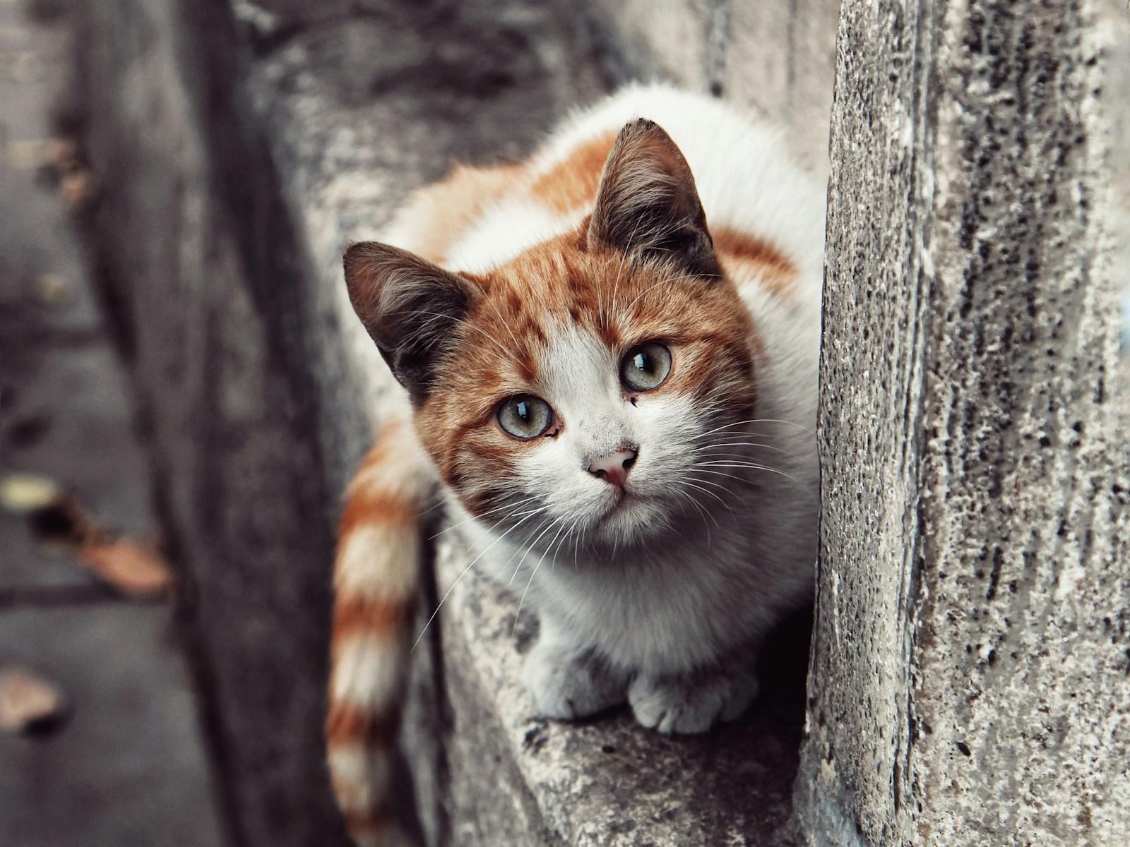 Orange and white cat on a ledge